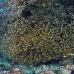 sweepers_glassy_kud_sari_h_0078_mal2935.jpg